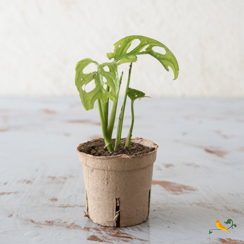 Adanson's Monstera