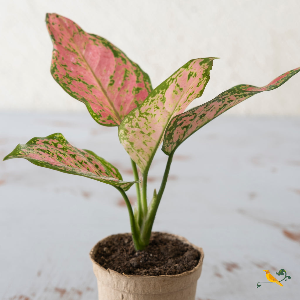 Aglaonema Pink Beauty