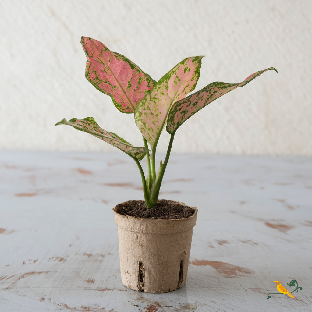 Aglaonema Pink Beauty