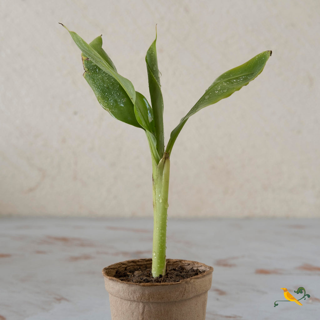 Banana Plant