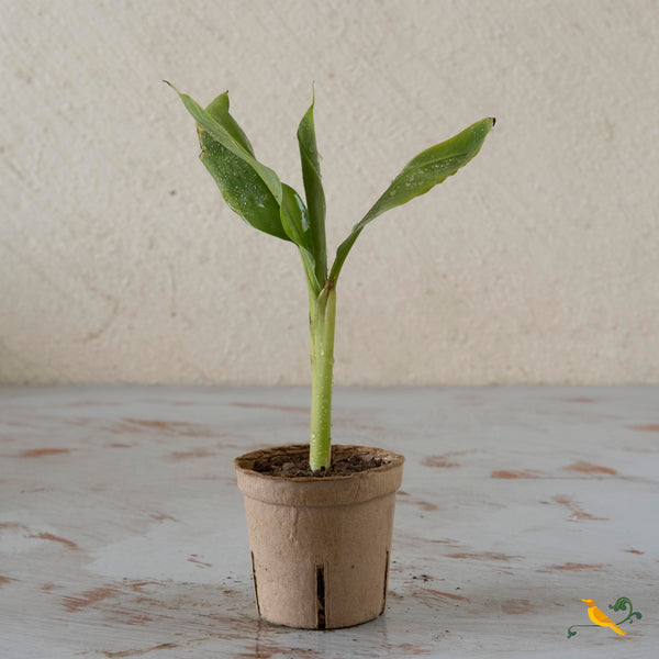 Banana Plant