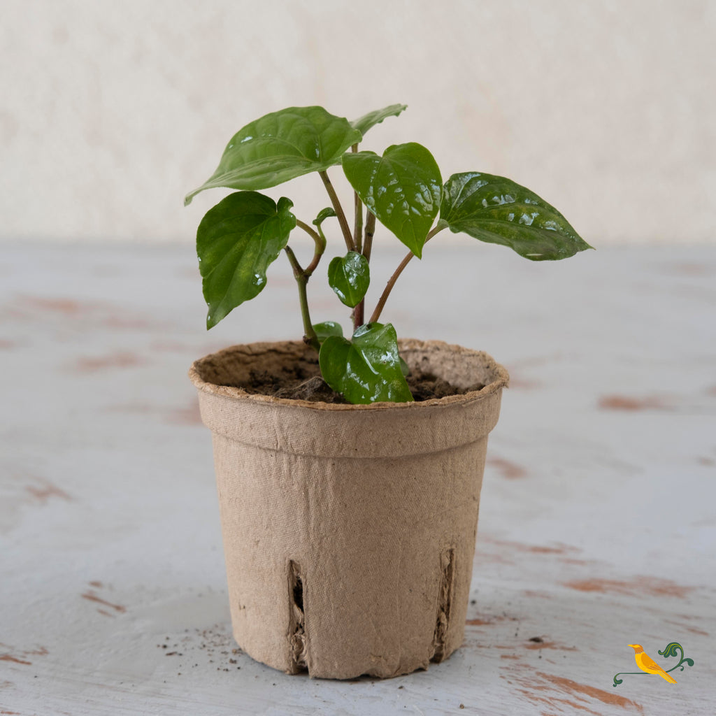 Betel leaf plant