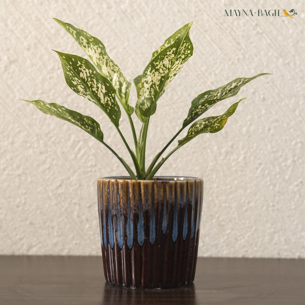 Chinese Evergreen Plant