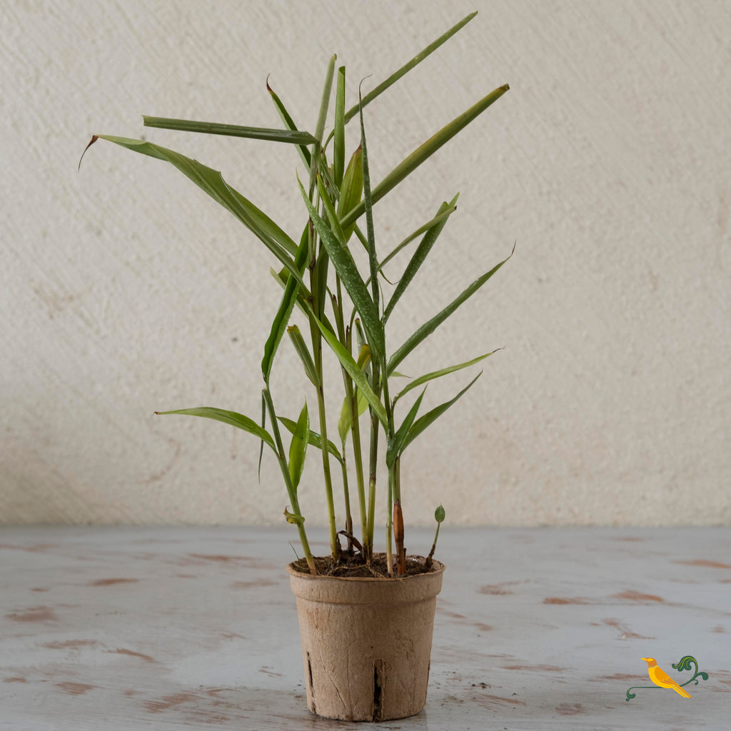 Cardamom Plant