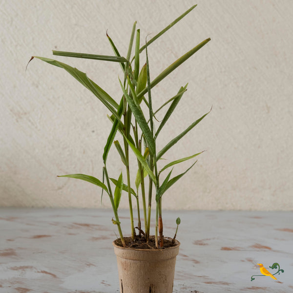 Cardamom Plant