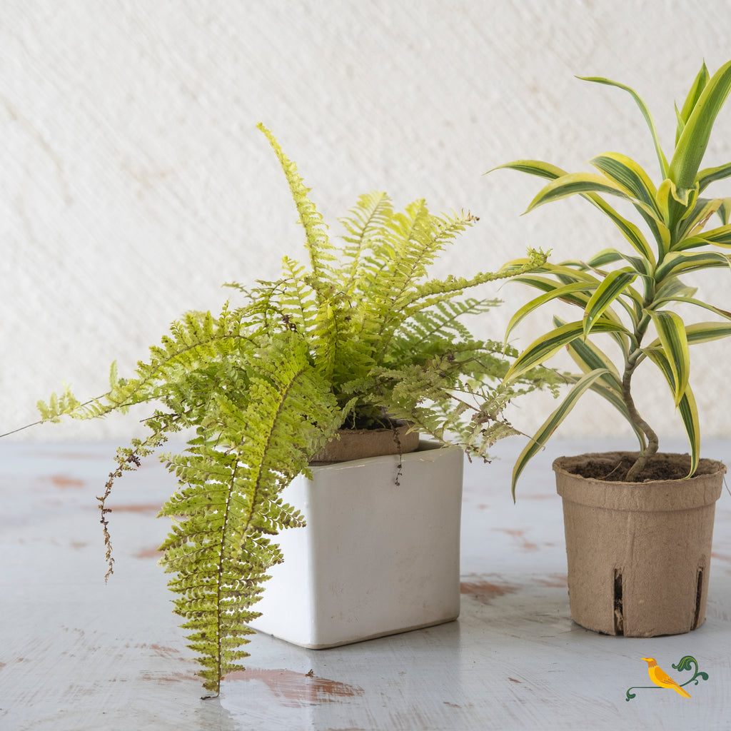 Whimsical White Box Planter