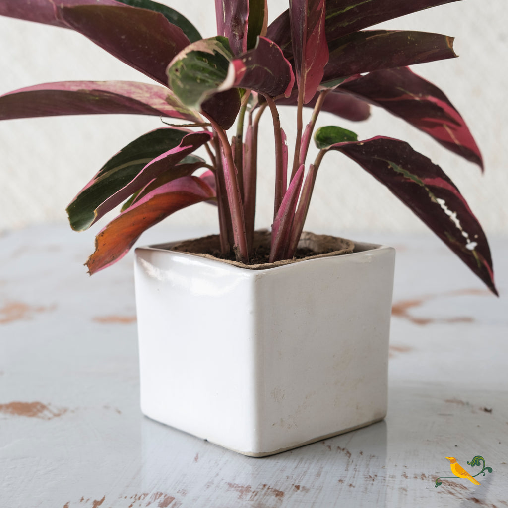 Whimsical White Box Planter