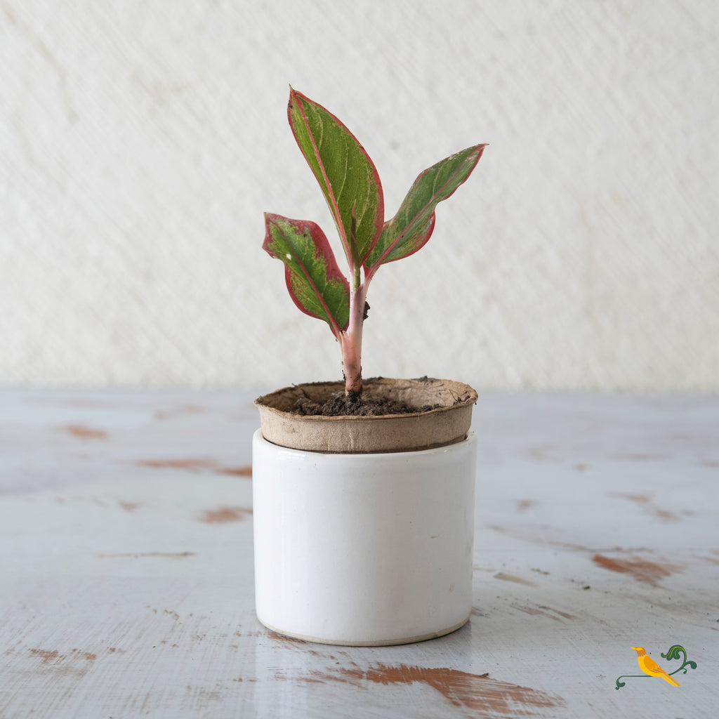 Wondrous White Cylindrical Planter