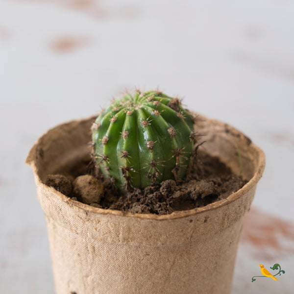 Echinopsis Tubiflora