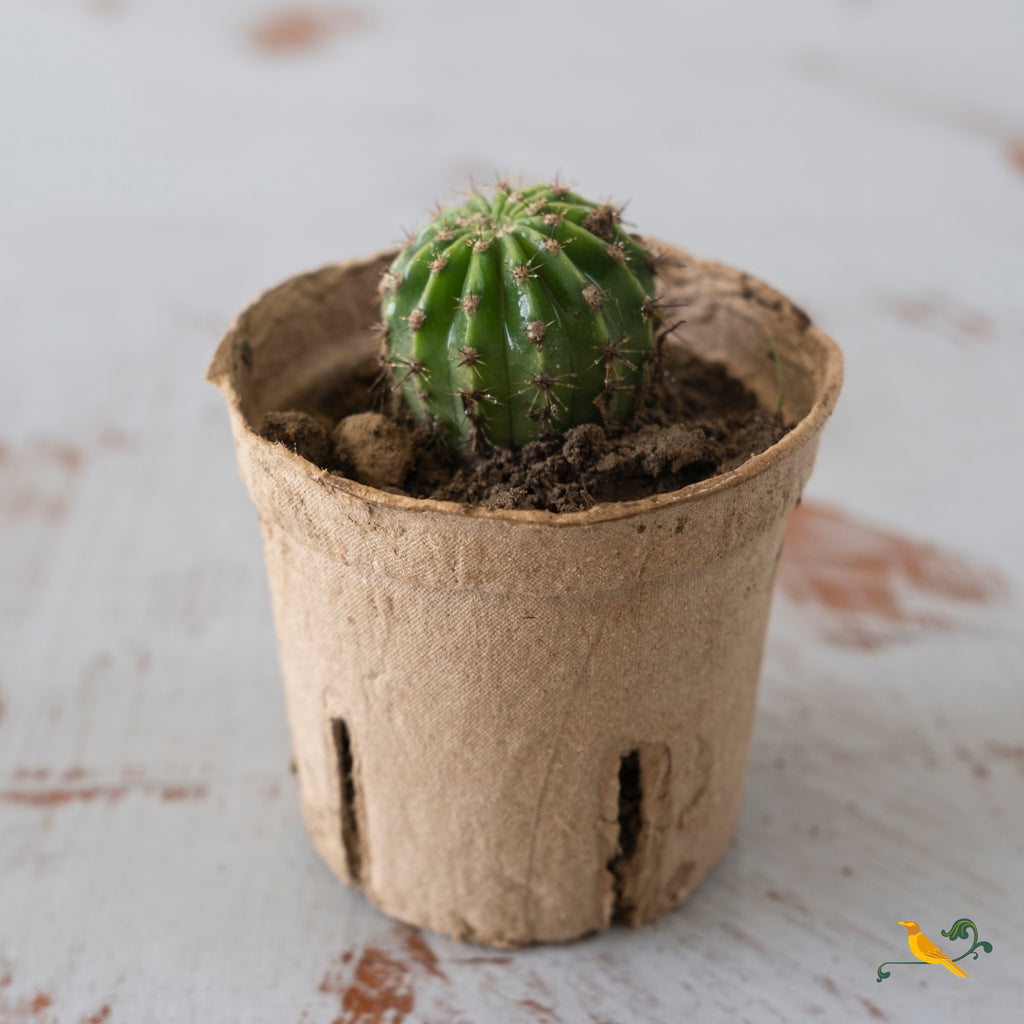 Echinopsis Tubiflora