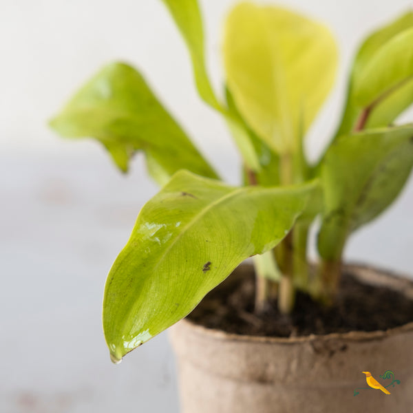 Golden Goddess Philodendron