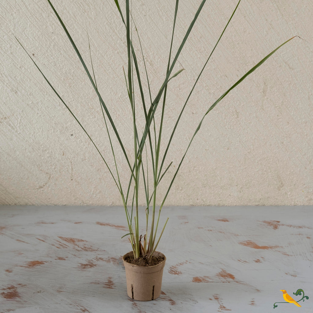 Lemon grass