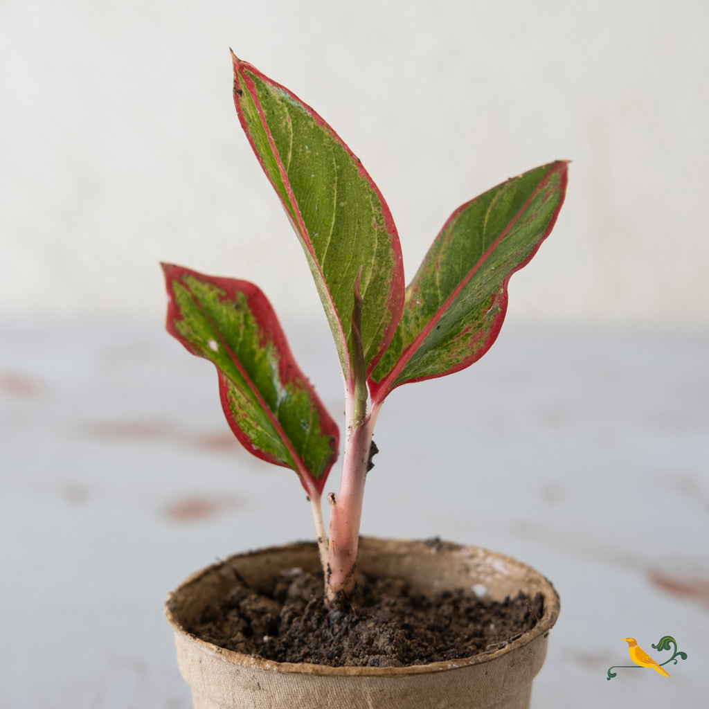 Aglaonema Siam Aurora (Red Lipstick)