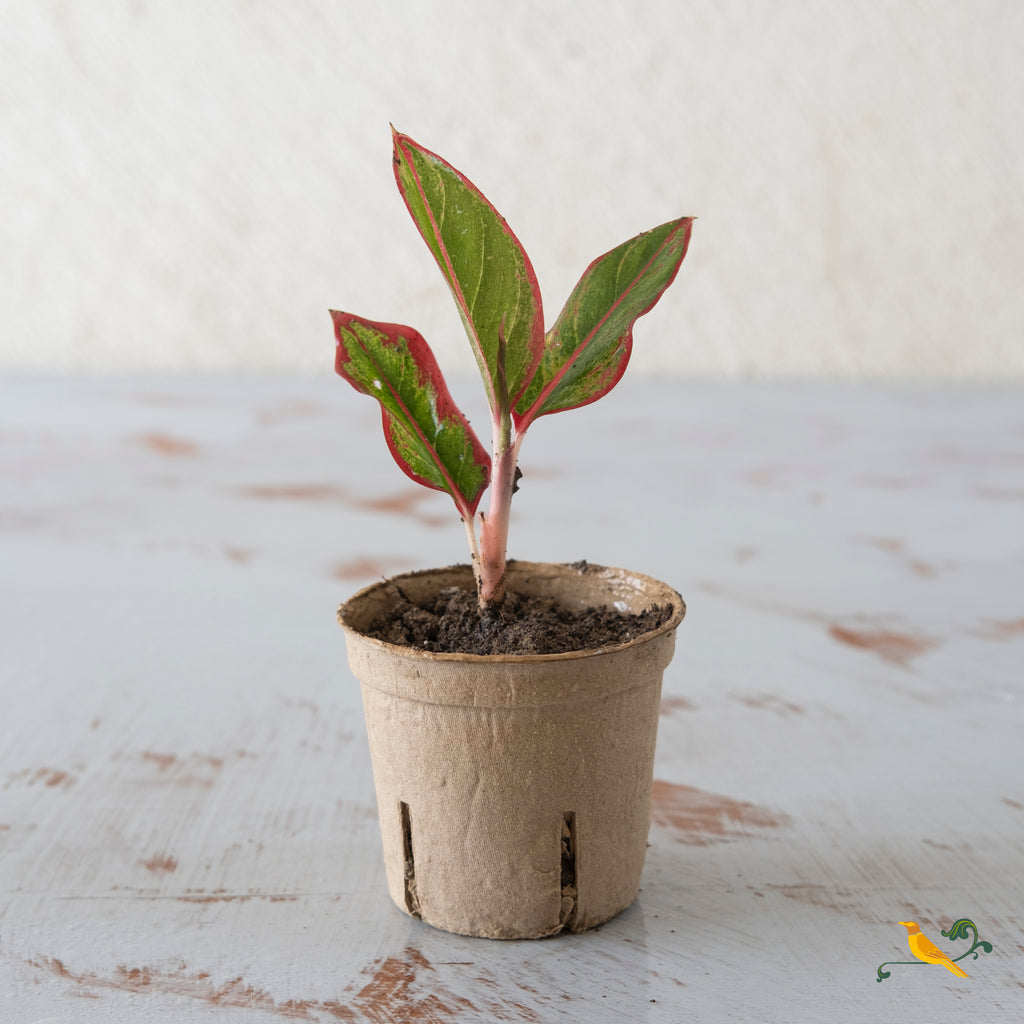 Aglaonema Siam Aurora (Red Lipstick)