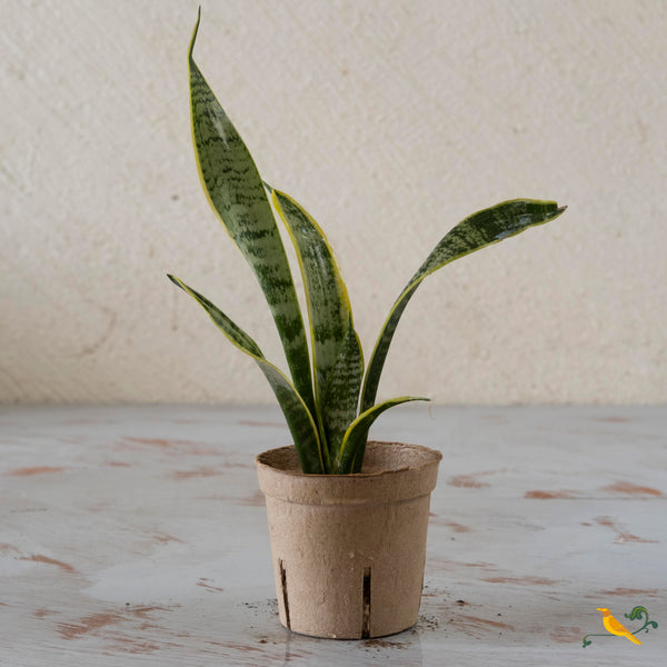 Snake plant