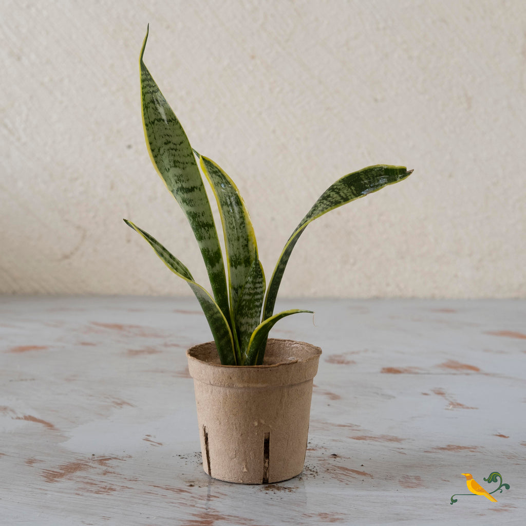 Snake plant